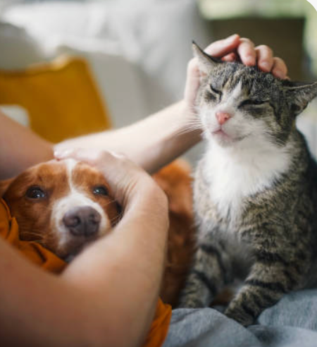 Pets
